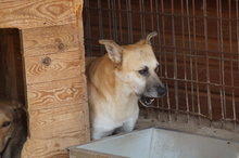 SHORTY, Hund, Mischlingshund in Rumänien - Bild 13