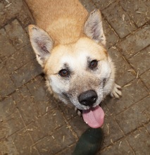 SHORTY, Hund, Mischlingshund in Rumänien - Bild 2