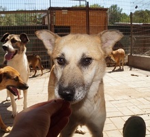 SHORTY, Hund, Mischlingshund in Rumänien - Bild 4