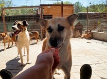 SHORTY, Hund, Mischlingshund in Rumänien - Bild 6
