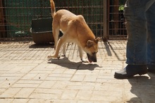SHORTY, Hund, Mischlingshund in Ennepetal - Bild 12