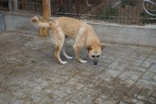 SHORTY, Hund, Mischlingshund in Ennepetal - Bild 14