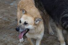 SHORTY, Hund, Mischlingshund in Ennepetal - Bild 8