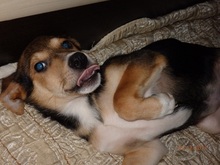 RUDIK, Hund, Mischlingshund in Russische Föderation - Bild 10