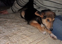 RUDIK, Hund, Mischlingshund in Russische Föderation - Bild 14