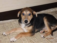 RUDIK, Hund, Mischlingshund in Russische Föderation - Bild 17