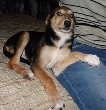 RUDIK, Hund, Mischlingshund in Russische Föderation - Bild 8