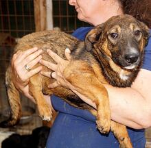 DENNIE, Hund, Mischlingshund in Rumänien - Bild 1