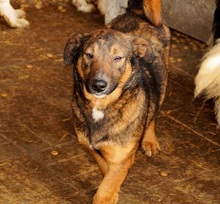 DENNIE, Hund, Mischlingshund in Rumänien - Bild 4
