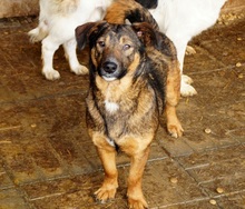 DENNIE, Hund, Mischlingshund in Rumänien - Bild 6