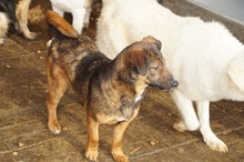 DENNIE, Hund, Mischlingshund in Rumänien - Bild 8