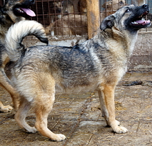 CAISEY, Hund, Mischlingshund in Rumänien - Bild 2