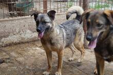 CAISEY, Hund, Mischlingshund in Rumänien - Bild 3