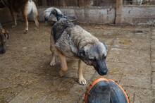 CAISEY, Hund, Mischlingshund in Rumänien - Bild 4