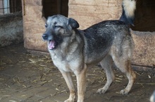 CAISEY, Hund, Mischlingshund in Rumänien - Bild 5