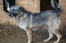 CAISEY, Hund, Mischlingshund in Rumänien - Bild 6