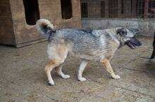 CAISEY, Hund, Mischlingshund in Rumänien - Bild 7