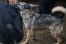CAISEY, Hund, Mischlingshund in Rumänien - Bild 8