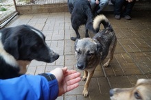 CAISEY, Hund, Mischlingshund in Rumänien - Bild 9