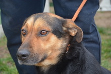 DETROIT, Hund, Mischlingshund in Ungarn - Bild 1