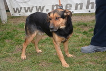 DETROIT, Hund, Mischlingshund in Ungarn - Bild 2