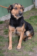 DETROIT, Hund, Mischlingshund in Ungarn - Bild 3