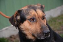 DETROIT, Hund, Mischlingshund in Ungarn - Bild 4