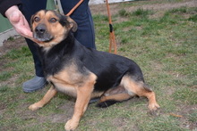 DETROIT, Hund, Mischlingshund in Ungarn - Bild 5