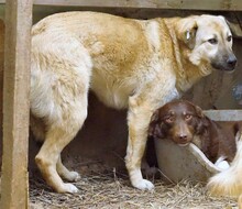 RICO, Hund, Mischlingshund in Rumänien - Bild 1