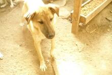 RICO, Hund, Mischlingshund in Rumänien - Bild 10