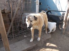 RICO, Hund, Mischlingshund in Rumänien - Bild 11