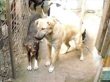 RICO, Hund, Mischlingshund in Rumänien - Bild 13