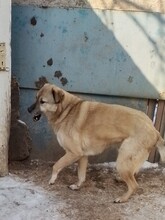 RICO, Hund, Mischlingshund in Rumänien - Bild 3