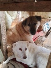 RICO, Hund, Mischlingshund in Rumänien - Bild 4