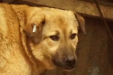 RICO, Hund, Mischlingshund in Rumänien - Bild 5