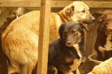RICO, Hund, Mischlingshund in Rumänien - Bild 6