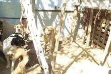 RICO, Hund, Mischlingshund in Rumänien - Bild 8