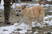 JEKY, Hund, Hütehund-Mix in Rumänien - Bild 2