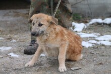 ANNABEL, Hund, Hütehund-Mix in Rumänien - Bild 2