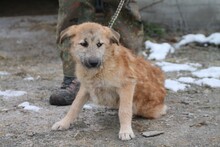 ANNABEL, Hund, Hütehund-Mix in Rumänien - Bild 3