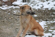 ANNABEL, Hund, Hütehund-Mix in Rumänien - Bild 5