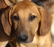 ORINOCO, Hund, Mischlingshund in Neuss - Bild 1