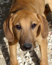 ORINOCO, Hund, Mischlingshund in Neuss - Bild 10