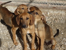 ORINOCO, Hund, Mischlingshund in Neuss - Bild 11