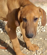 ORINOCO, Hund, Mischlingshund in Neuss - Bild 3