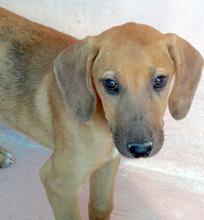 ORINOCO, Hund, Mischlingshund in Neuss - Bild 4