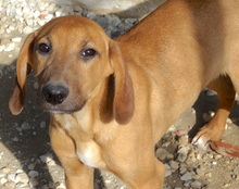 ORINOCO, Hund, Mischlingshund in Neuss - Bild 9
