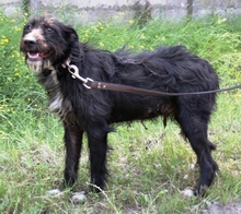 OLE, Hund, Mischlingshund in Ungarn - Bild 1