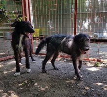OLE, Hund, Mischlingshund in Ungarn - Bild 5