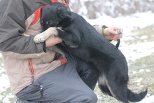 HAIWEE, Hund, Mischlingshund in Rumänien - Bild 1